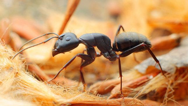家有蚂蚁怎么办_灭蚂蚁方法_杀虫公司教您怎么样灭蚂蚁_家庭灭蚂蚁多少钱